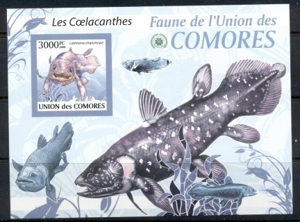 Comoro-Is-2009-Fauna-of-the-Comoro-Is_10