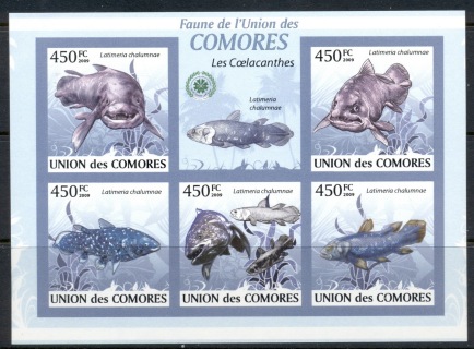 Comoro-Is-2009-Fauna-of-the-Comoro-Is_11