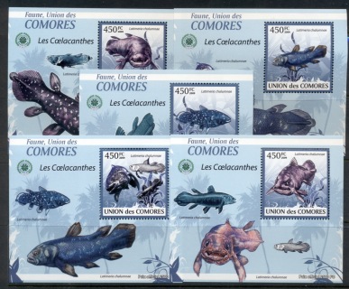 Comoro-Is-2009-Fauna-of-the-Comoro-Is_12