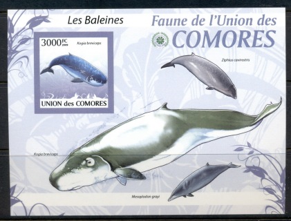 Comoro-Is-2009-Marine-Life_21