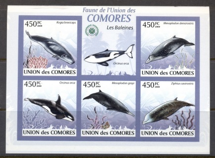 Comoro-Is-2009-Marine-Life_24