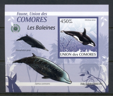 Comoro-Is-2009-Marine-Life_29