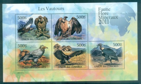 Comoro-Is-2011-Birds-of-Prey