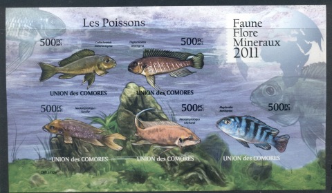 Comoro-Is-2011-Freshwater-Fish_1