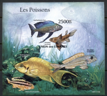 Comoro-Is-2011-Freshwater-Fish_2