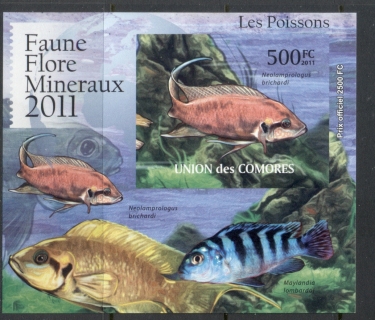 Comoro-Is-2011-Freshwater-Fish_3