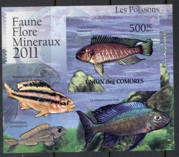 Comoro-Is-2011-Freshwater-Fish_4