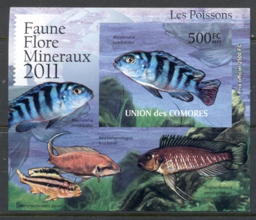 Comoro-Is-2011-Freshwater-Fish_5