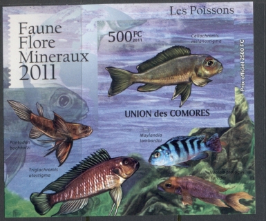 Comoro-Is-2011-Freshwater-Fish_6