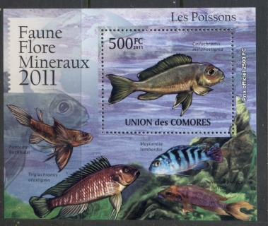 Comoro-Is-2011-Freshwater-Fish_7