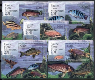 Comoro-Is-2011-Freshwater-Fish_8