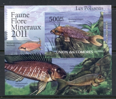 Comoro-Is-2011-Freshwater-Fishes