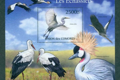 Comoro-Is-2011-Birds