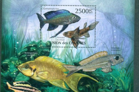 Comoro-Is-2011-Fish