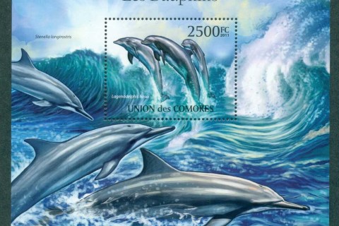 Comoro-Is-2011-Marine-Life