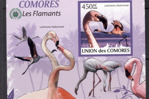 Comoro-Is-2009-Birds-2