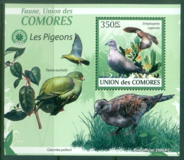 Comoro-Is-2009-Birds-Pigeons-DLMS-MUH