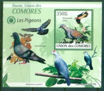 Comoro-Is-2009-Birds-Pigeons-DLMS-MUH_1