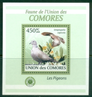 Comoro-Is-2009-Birds-Pigeons-DLMS-MUH_3
