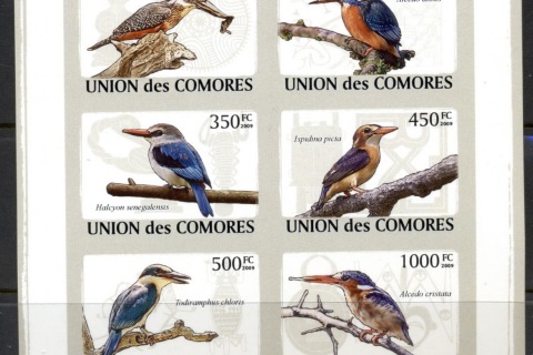 Comoro-Is-2009-Birds-of-Prey_5