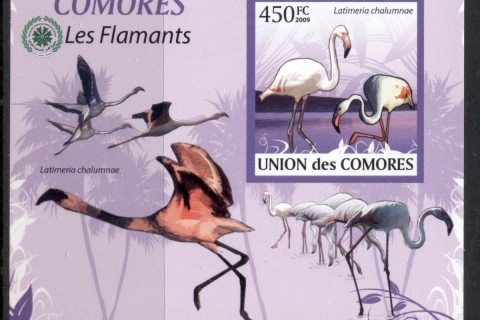 Comoro-Is-2009-Birds_1-2