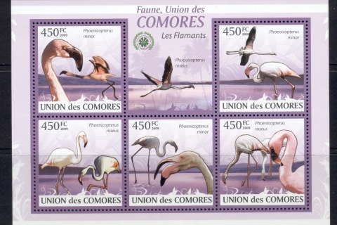 Comoro-Is-2009-Birds_17