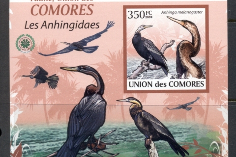 Comoro-Is-2009-Birds_2-2
