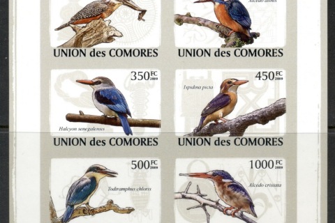 Comoro-Is-2009-Birds_23