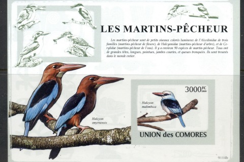 Comoro-Is-2009-Birds_24