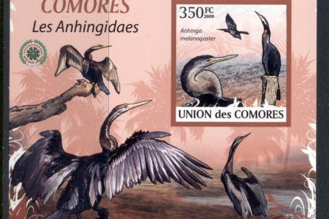 Comoro-Is-2009-Birds_3-2