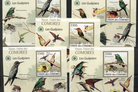 Comoro-Is-2009-Birds_30