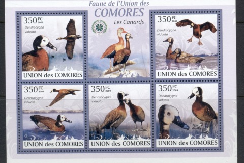 Comoro-Is-2009-Birds_31