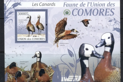 Comoro-Is-2009-Birds_32