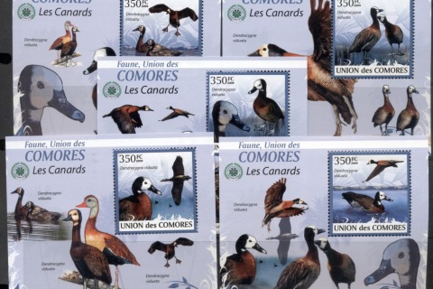 Comoro-Is-2009-Birds_33
