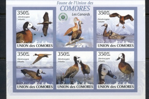 Comoro-Is-2009-Birds_34