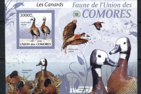 Comoro-Is-2009-Birds_35