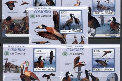 Comoro-Is-2009-Birds_36