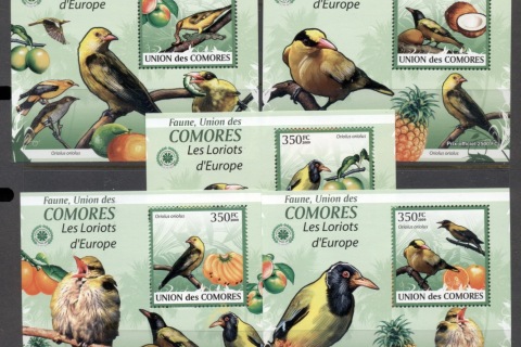 Comoro-Is-2009-Birds_37