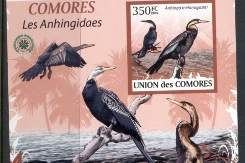 Comoro-Is-2009-Birds_4-2