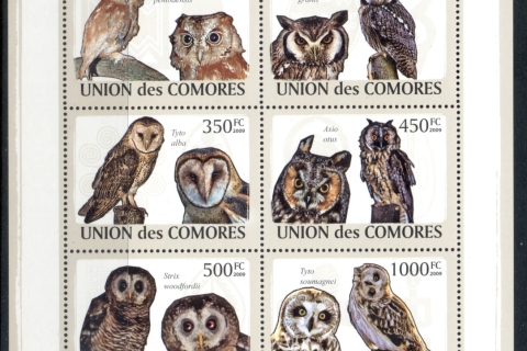 Comoro-Is-2009-Birds_4