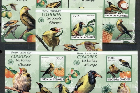 Comoro-Is-2009-Birds_42