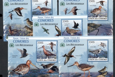 Comoro-Is-2009-Birds_45