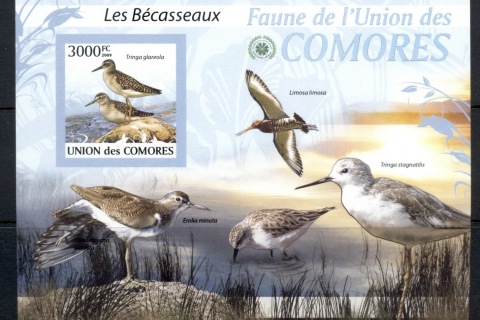 Comoro-Is-2009-Birds_47