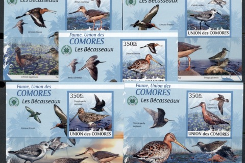 Comoro-Is-2009-Birds_48