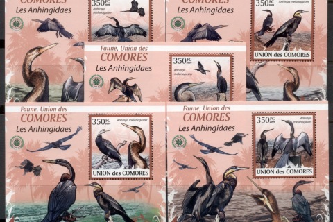 Comoro-Is-2009-Birds_51