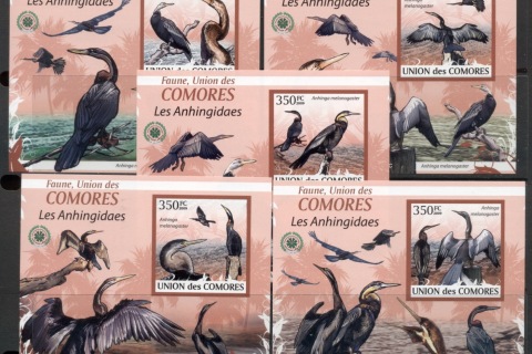 Comoro-Is-2009-Birds_54