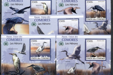 Comoro-Is-2009-Birds_57