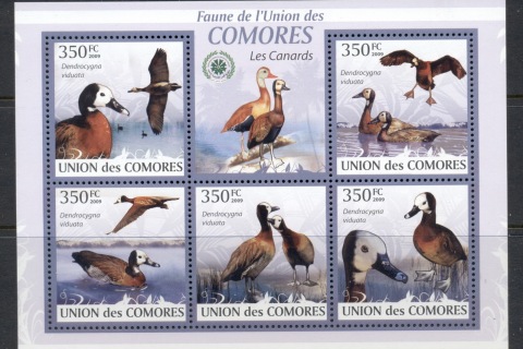 Comoro-Is-2009-Birds_6