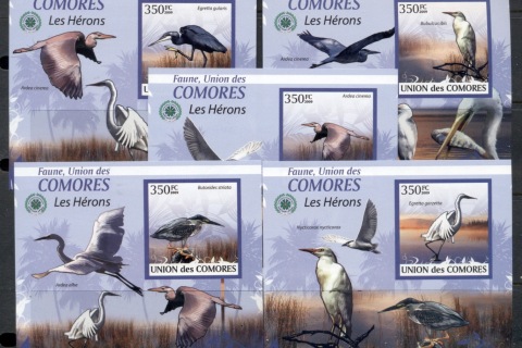 Comoro-Is-2009-Birds_60