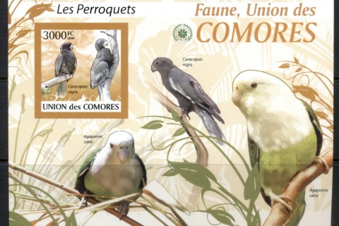 Comoro-Is-2009-Birds_65